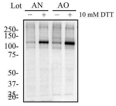 IRE1 alpha [p Ser724] Antibody - BSA Free (NB100-2323) by